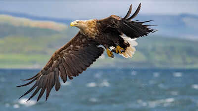 UK’s giant white-tailed eagles return to Exmoor National Park, farmers fear heavy losses