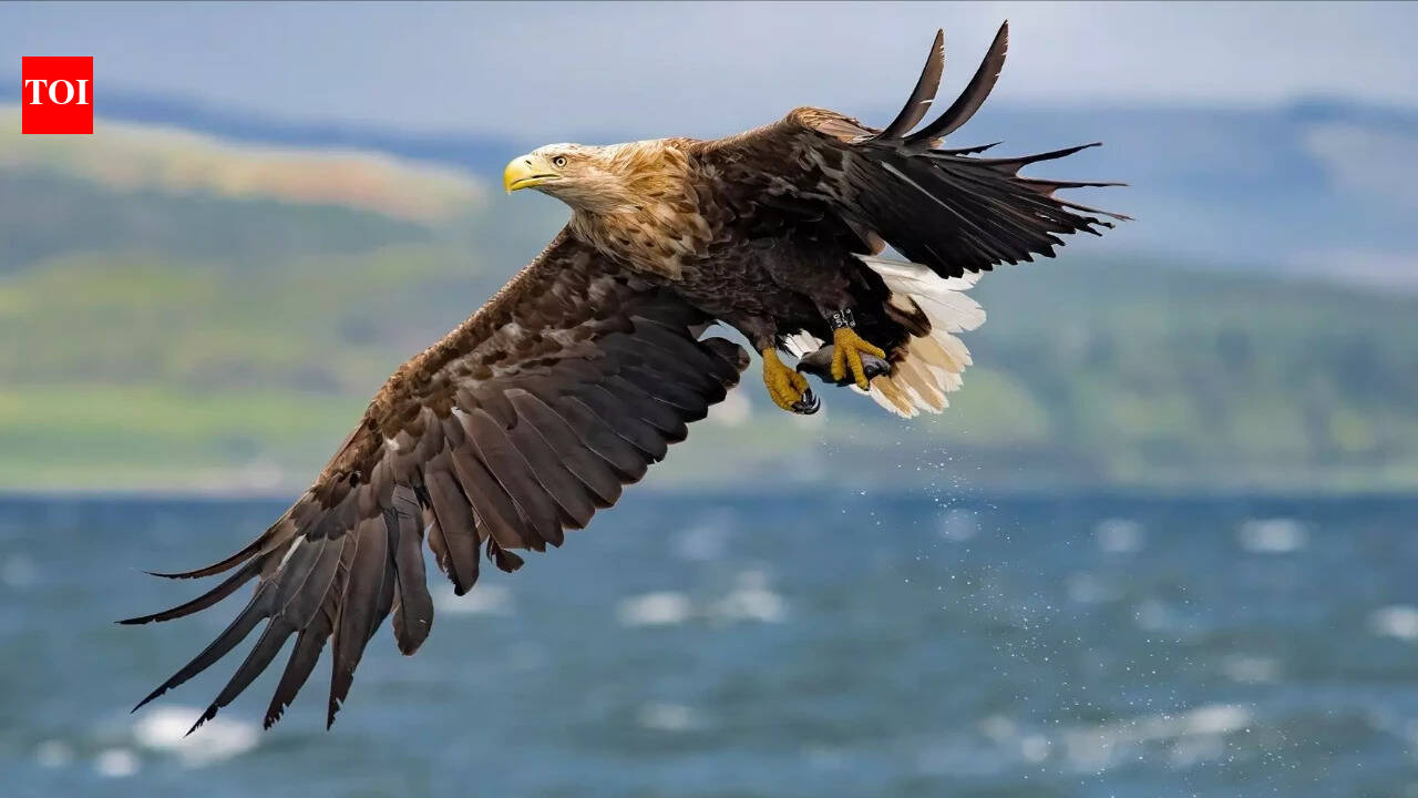 UK’s giant white-tailed eagles return to Exmoor National Park, farmers fear heavy losses