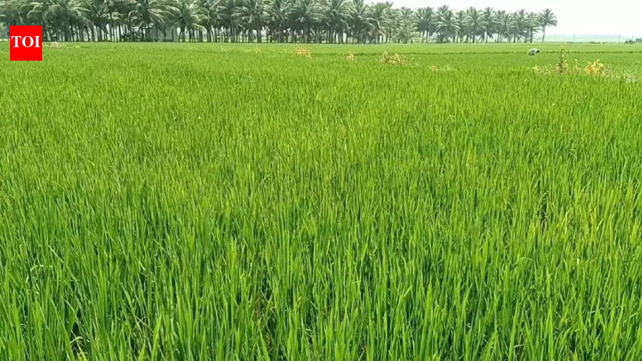 राज्य एमएसपी बोनस अतिरिक्त चावल खरीद को बढ़ावा दे रहा है, सीएसीपी ने चेतावनी दी | भारत समाचार