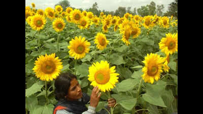 Amid PM’s self-reliance call, bid to boost sunflower yield cultivation