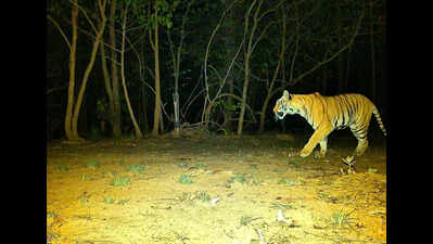 In a 1st, ‘supari’ paid for big cat; forest teams foil bid, arrest 7 & say ‘tiger zinda hai’