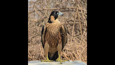Rare falcon rescued and rewilded in Mumbai