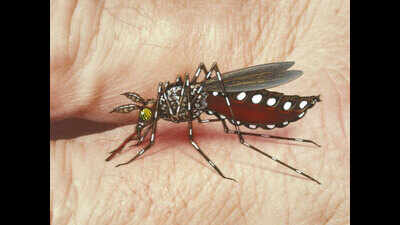 Gaya health department to observe May 16 as Dengue Day