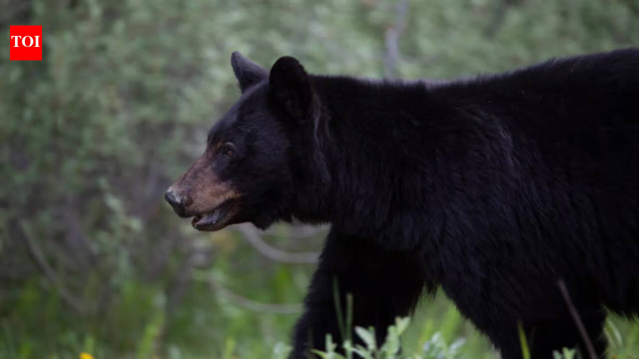 Indian man killed in rare bear attack in Canada; last fatal incident reported 6 years ago