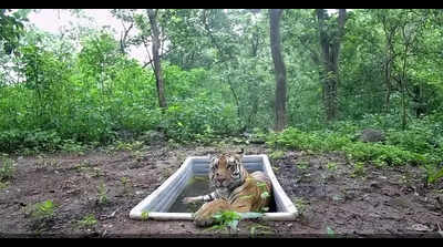 Guj to use 500 foresters, 250 camera traps to count sole tiger