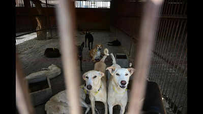 Without special shelters, UP’s policy on aggressive dogs remains non-starter in Ghaziabad