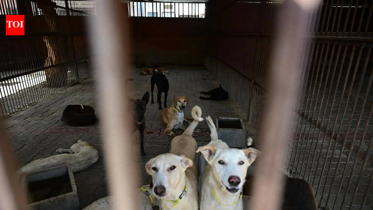 Without special shelters, UP’s policy on aggressive dogs remains non-starter in Ghaziabad