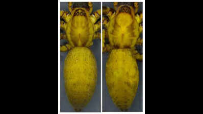 ZSI discovers 2 new spider species in NE
