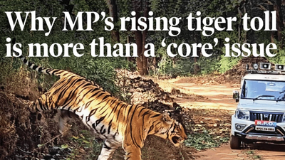 Why MP’s rising tiger toll is more than a ‘core’ issue | India News – The Times of India