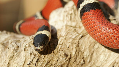 How to identify Scarlet King snake, the red reptile commonly seen in gardens that is often mistaken for a deadly coral snake