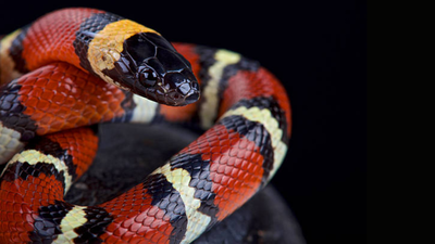 How to identify Scarlet King snake, the red reptile commonly seen in gardens that is often mistaken for a deadly coral snake