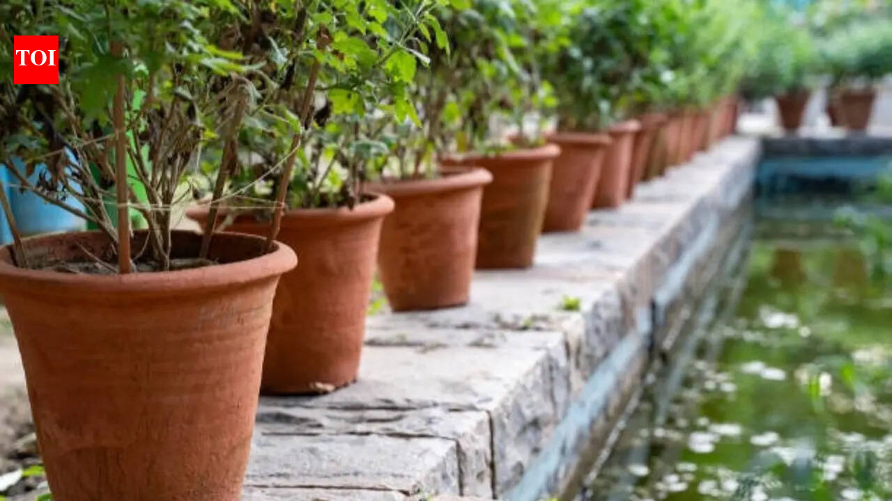Delhi heatwave is frying balcony plants: These Indian plants actually ...