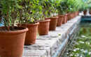 Delhi heatwave is frying balcony plants: These Indian plants actually survive 45&deg;C