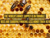 The world&rsquo;s honey supply is in trouble: Why bees are suddenly making less honey than before