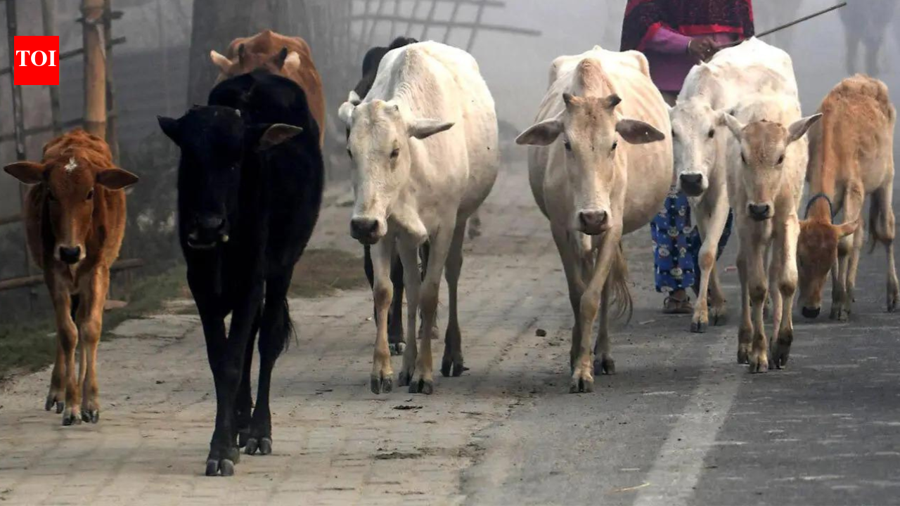 बंगाल की नई सरकार ने मवेशियों और भैंसों के सार्वजनिक वध पर प्रतिबंध लगाया, आधिकारिक फिटनेस प्रमाणपत्र अनिवार्य किया | भारत समाचार