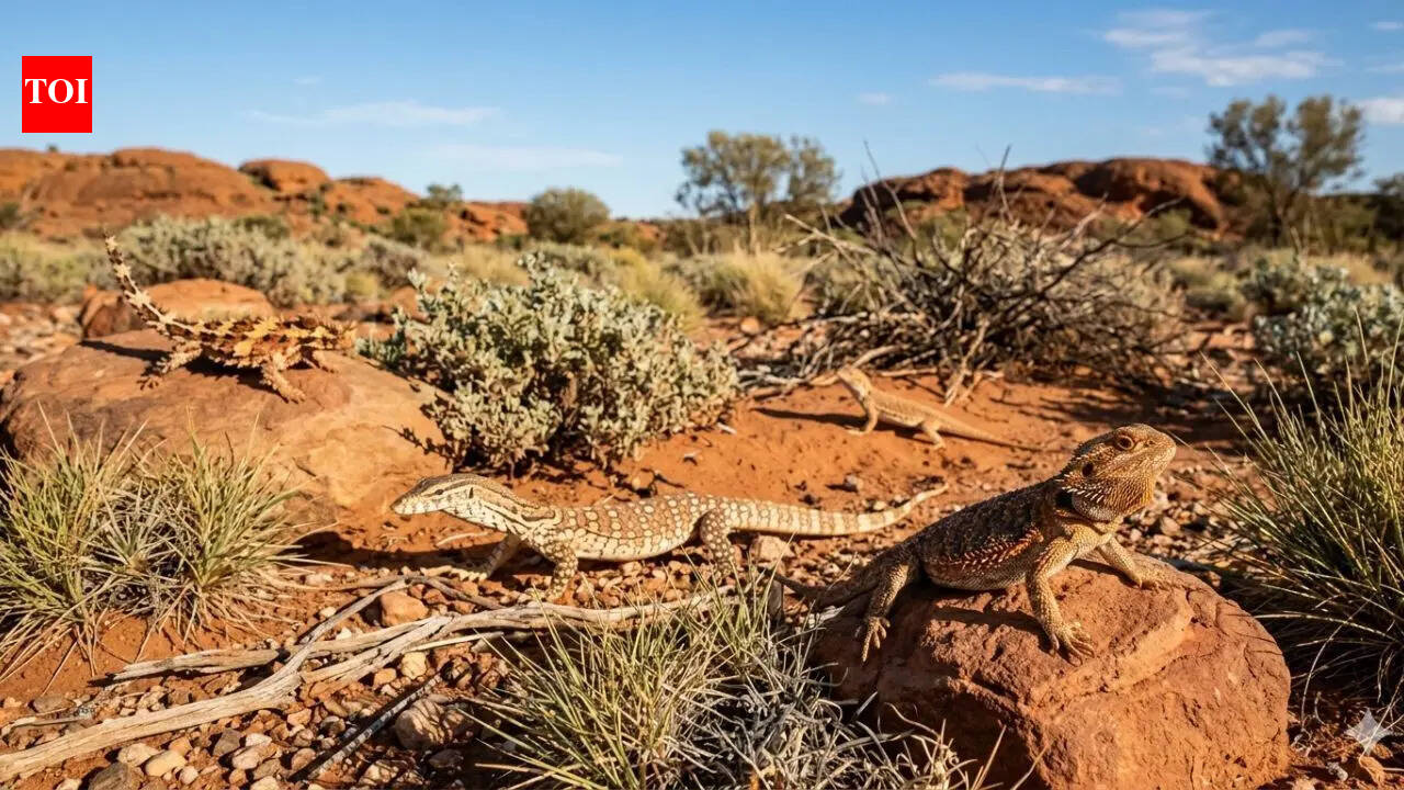 Why Australia became home to one of the world’s largest lizard populations