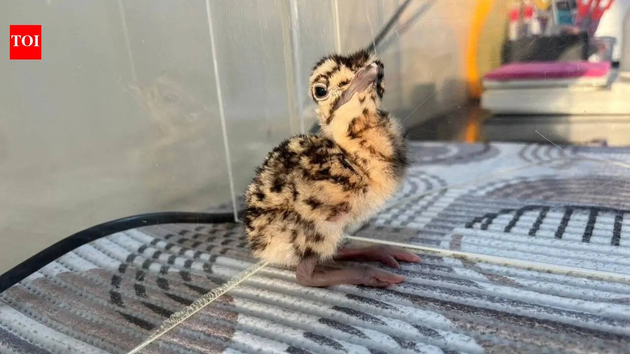 2 more Great Indian Bustard chicks born in Jaisalmer breeding centres ...