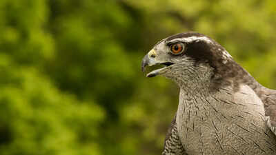 How do forest birds react when danger lurks nearby? Scientists eavesdropped to find out