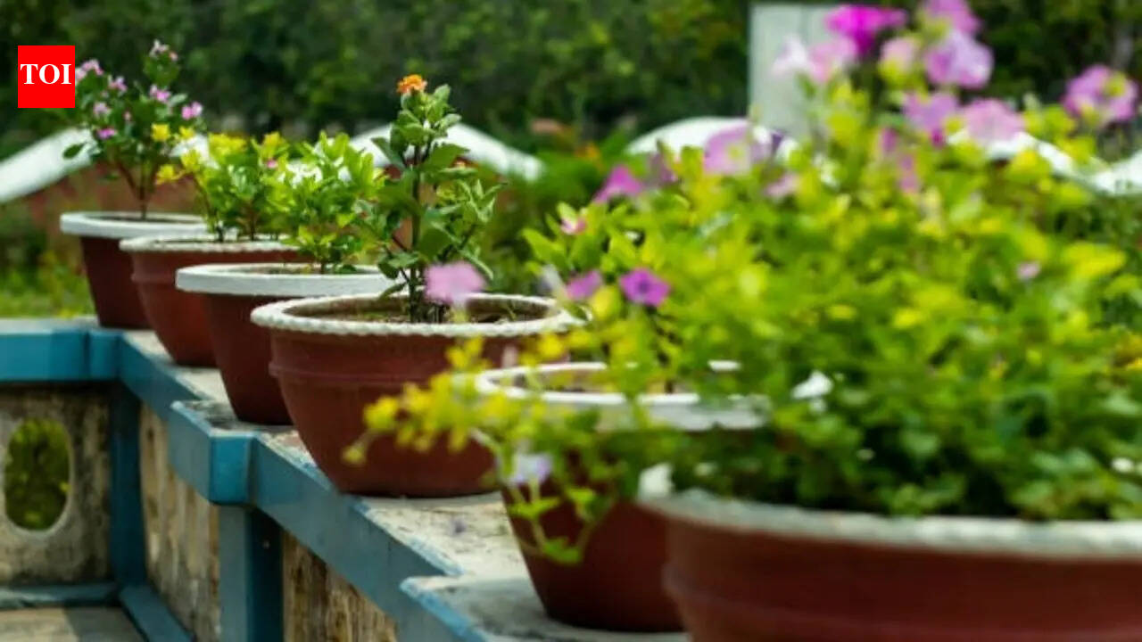 Plants that lower terrace temperature naturally during Indian summers