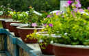 Plants that lower terrace temperature naturally during Indian summers