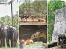 Frozen treats, water sprinklers, mud bath: Keeping it cool, zoo-style!