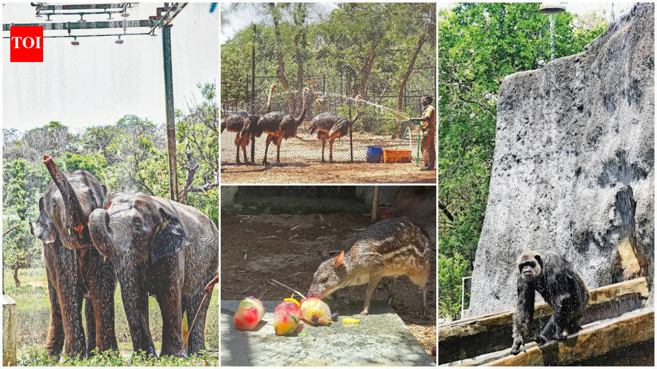 Frozen treats, water sprinklers, mud bath: Keeping it cool, zoo-style!