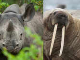 5 animals with giant tusks and horns that make them look prehistoric
