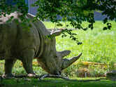 Top 10 fascinating facts about rhinos that make them unlike any other wild animal