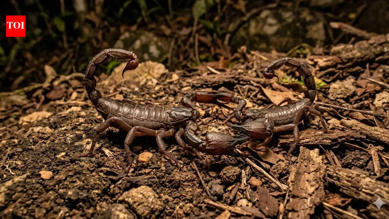 Scorpions can survive months without food or water: Scientists explain the reason
