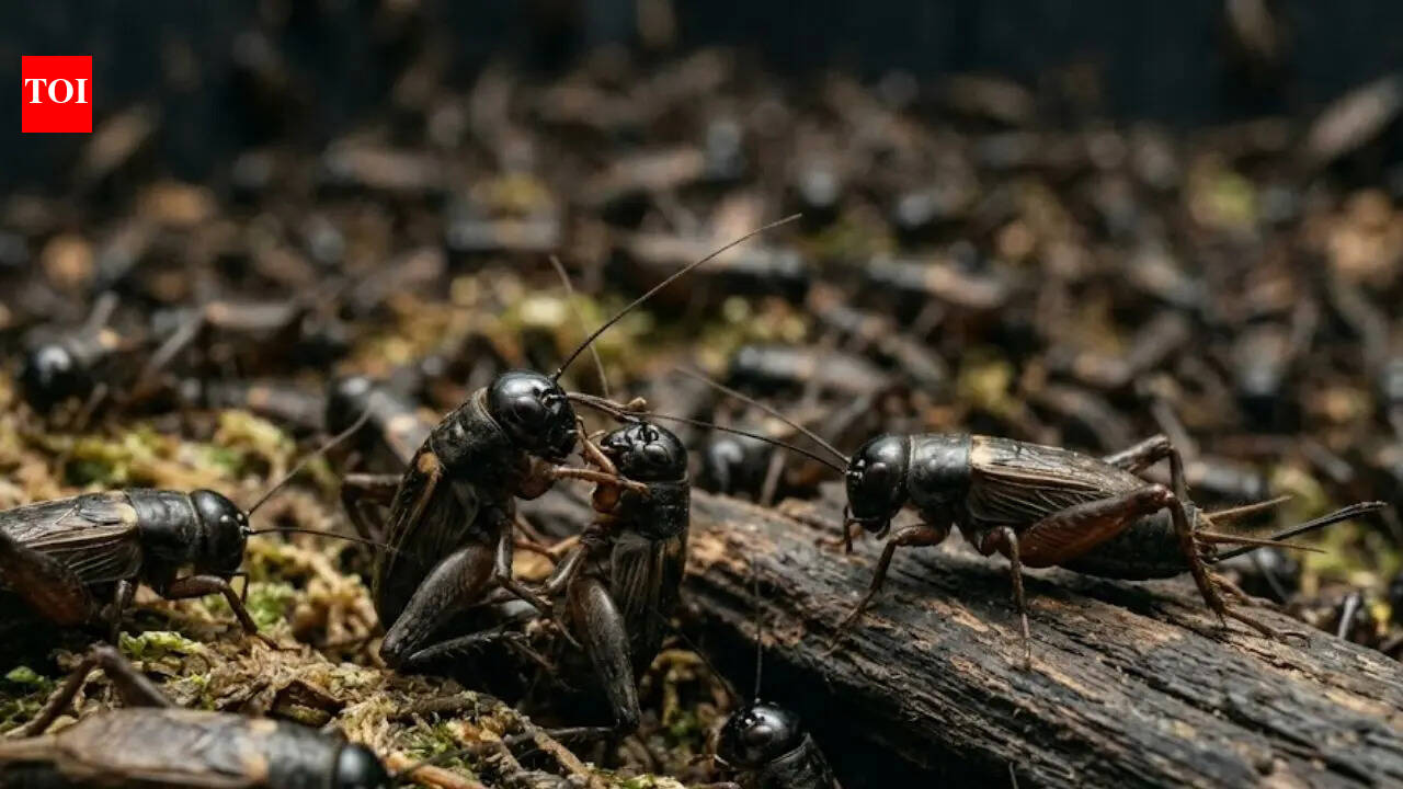 370 billion crickets farmed every year may actually feel pain, shocking new study suggests