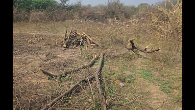 Forest dept targets officer for RTI disclosure amid illegal tree felling inquiry