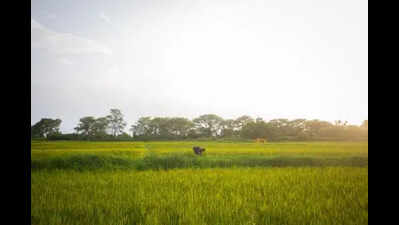 Karnataka takes climate fight to grassroots with panchayat-level action plans