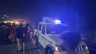 Lion cub killed in highway accident near Rajula