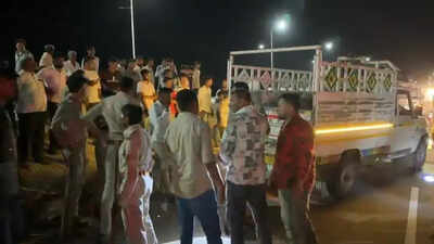Lion cub killed in highway accident near Rajula