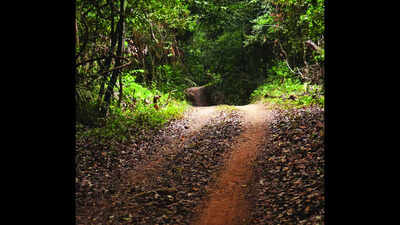 Taluka-level SITs formed to identify reserve forests handed to private parties