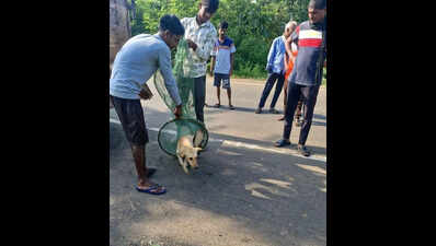 Tadoba scales up dog-control drive after NTCA alert