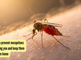 5 ways to prevent mosquitoes from biting you and keep them away from home