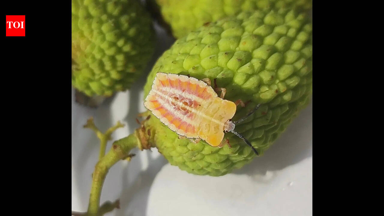 Task force formed to tackle stink bug threat in litchi