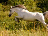Horses can sleep standing up? 5 surprising facts about these animals