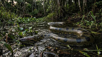  From Brazil to French Guiana