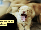 5 adorable dog breeds that stay puppy-sized forever