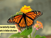 How to grow butterfly-friendly native plants in Indian city home gardens