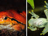 From transparent bodies to underground lives: 5 bizarre frogs you&rsquo;ve probably never heard of