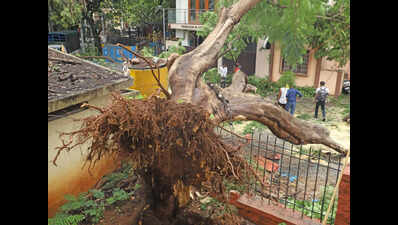 Greater Bengaluru Authority’s notice on reporting risky trees draws flak