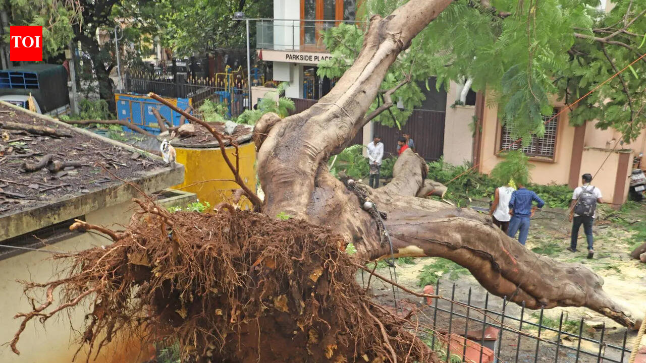 Greater Bengaluru Authority’s notice on reporting risky trees draws flak