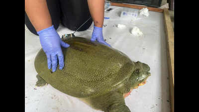 Satellite-tagged Ganges softshell turtle released in Kaziranga