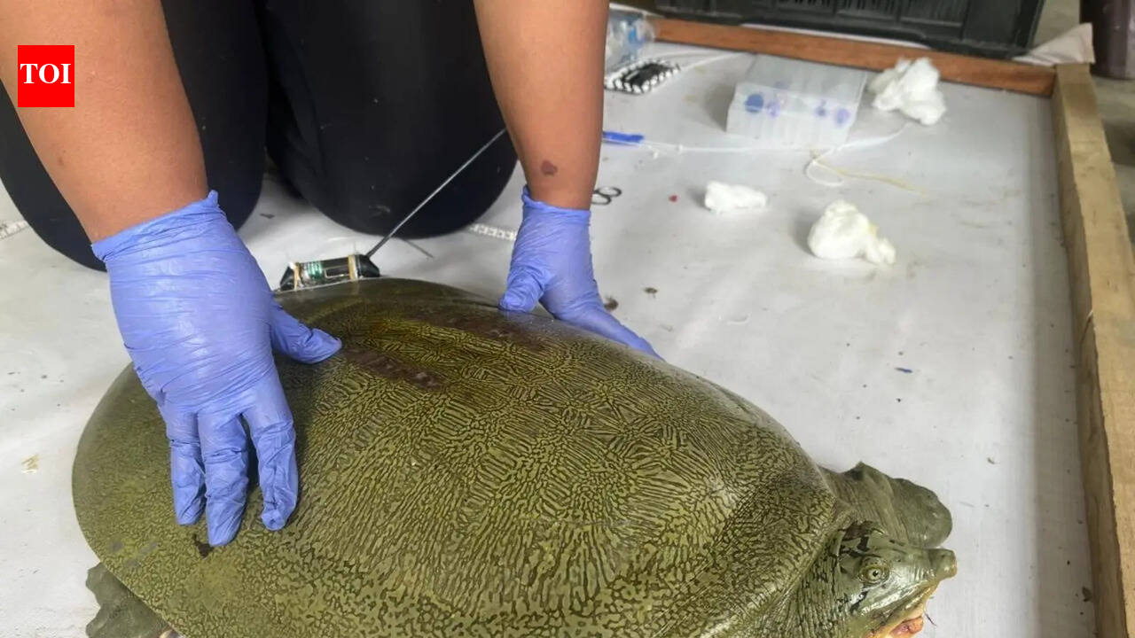 Satellite-tagged Ganges softshell turtle released in Kaziranga