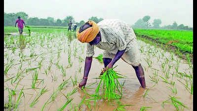 AI-powered monsoon forecast system developed at Pune’s IITM promises farmers four-week heads-up