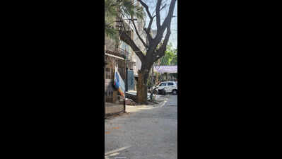 Fix old trees before monsoon, residents urge GMC