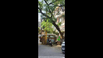 Fix old trees before monsoon, residents urge GMC